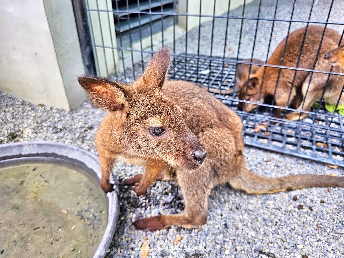 宜蘭三星景點【樹懶餐廳】張美阿嬤2.0萌寵樂園～乾淨整潔宜蘭動物農場，免費跟樹懶拍照 @兔兒毛毛姊妹花