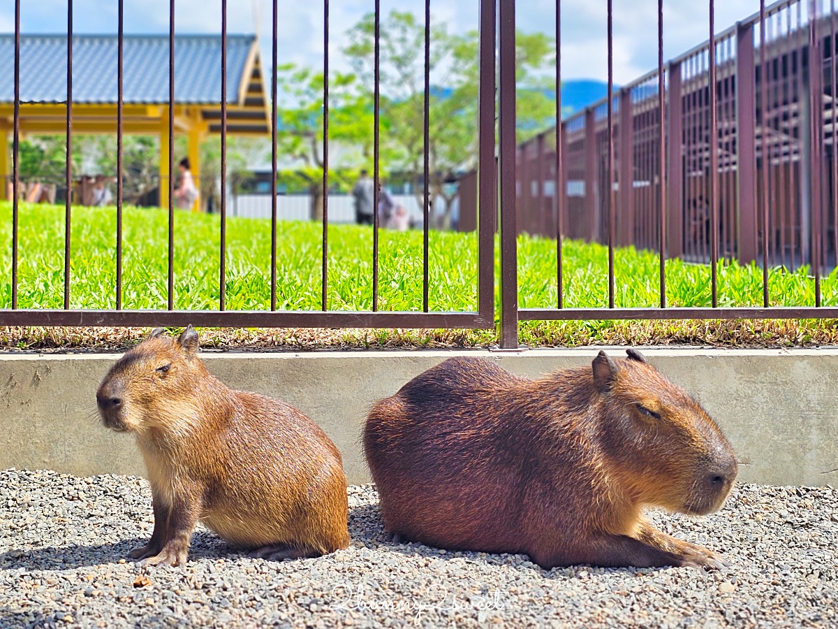 宜蘭三星景點【樹懶餐廳】張美阿嬤2.0萌寵樂園～乾淨整潔宜蘭動物農場，免費跟樹懶拍照 @兔兒毛毛姊妹花