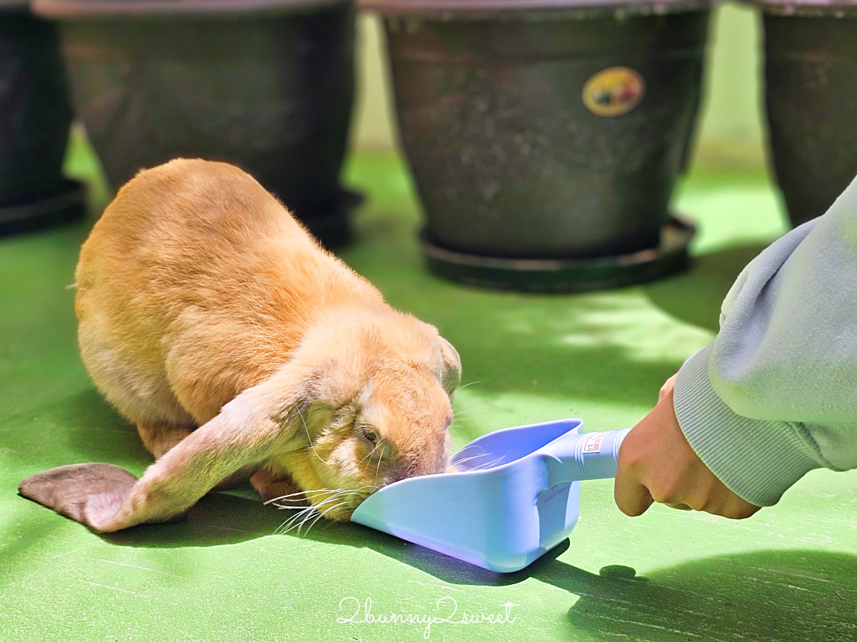宜蘭景點【蘭陽動植物王國】超越動物園的宜蘭動物農場!! 室內吹冷氣餵動物有夠爽 @兔兒毛毛姊妹花