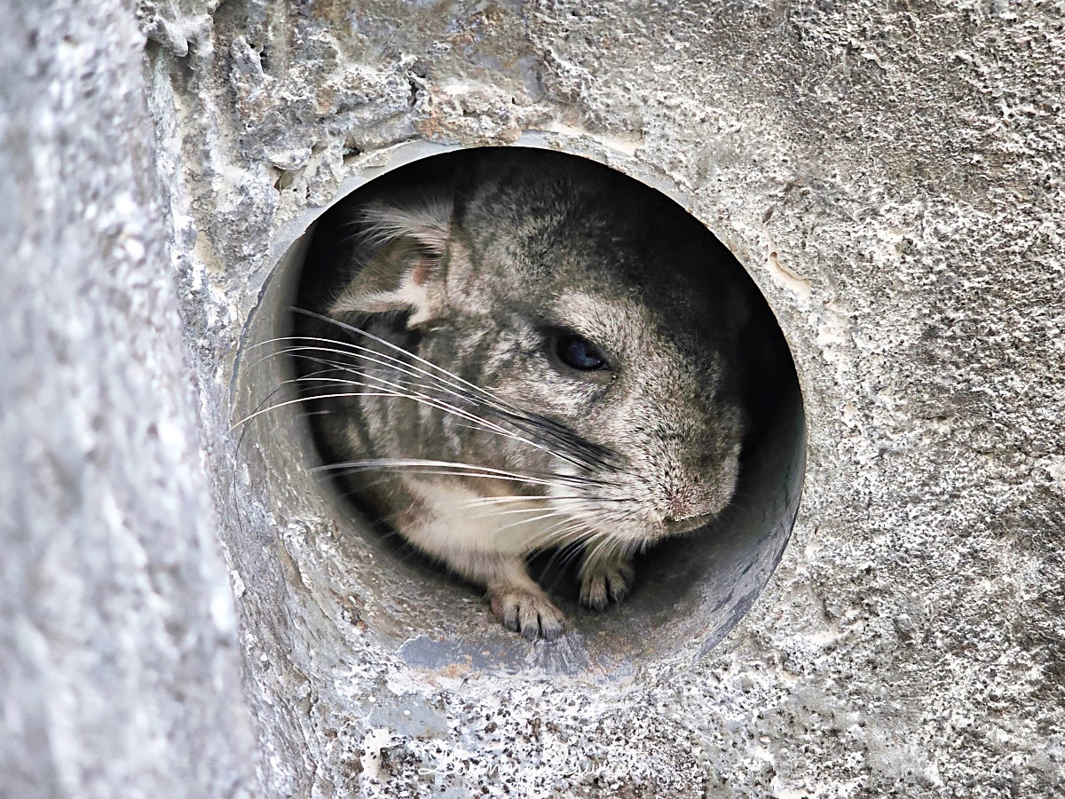 宜蘭景點【蘭陽動植物王國】超越動物園的宜蘭動物農場!! 室內吹冷氣餵動物有夠爽 @兔兒毛毛姊妹花