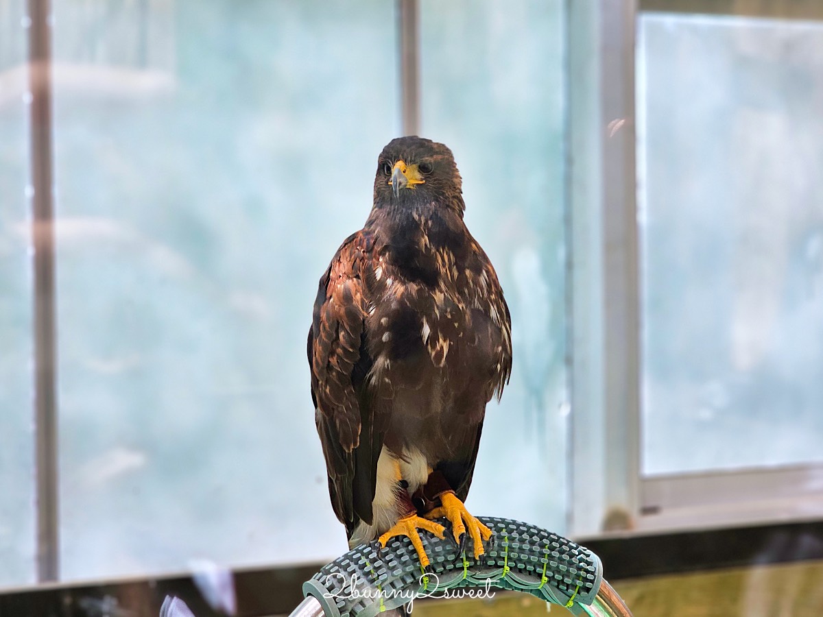 宜蘭景點【蘭陽動植物王國】超越動物園的宜蘭動物農場!! 室內吹冷氣餵動物有夠爽 @兔兒毛毛姊妹花