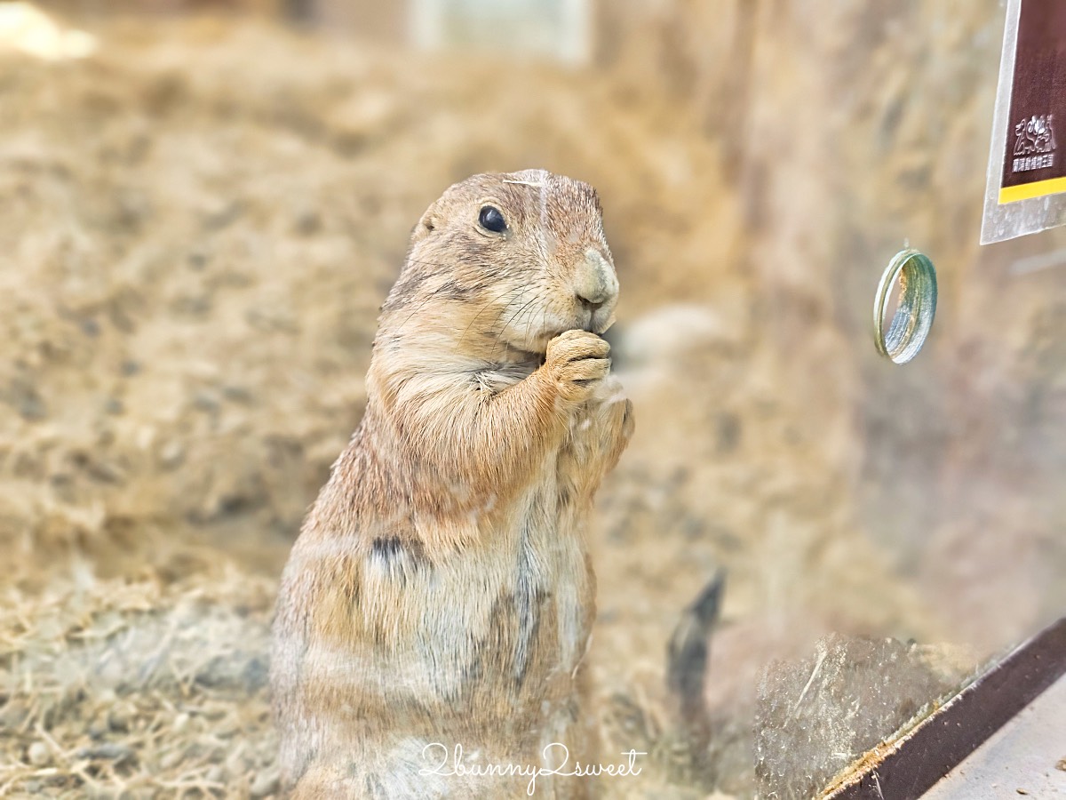 宜蘭景點【蘭陽動植物王國】超越動物園的宜蘭動物農場!! 室內吹冷氣餵動物有夠爽 @兔兒毛毛姊妹花