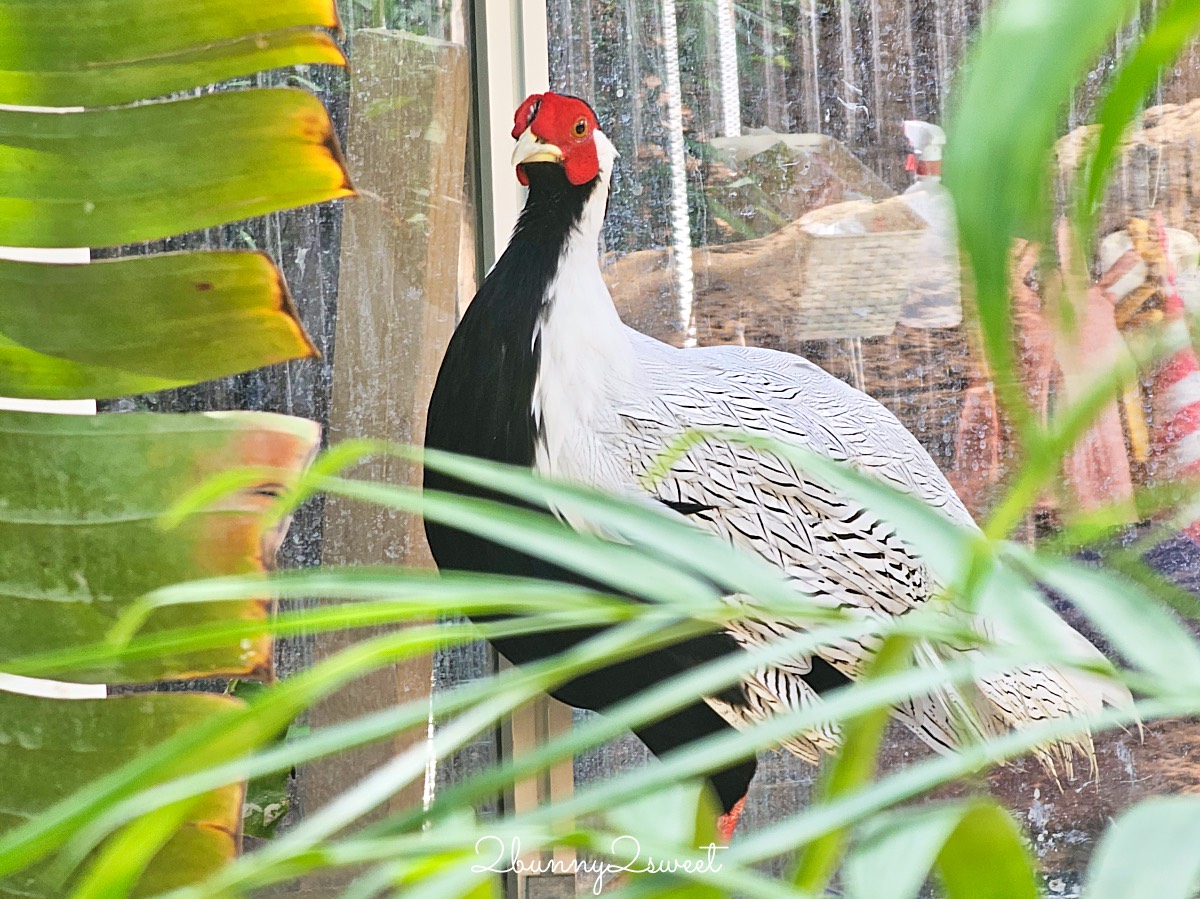 宜蘭景點【蘭陽動植物王國】超越動物園的宜蘭動物農場!! 室內吹冷氣餵動物有夠爽 @兔兒毛毛姊妹花