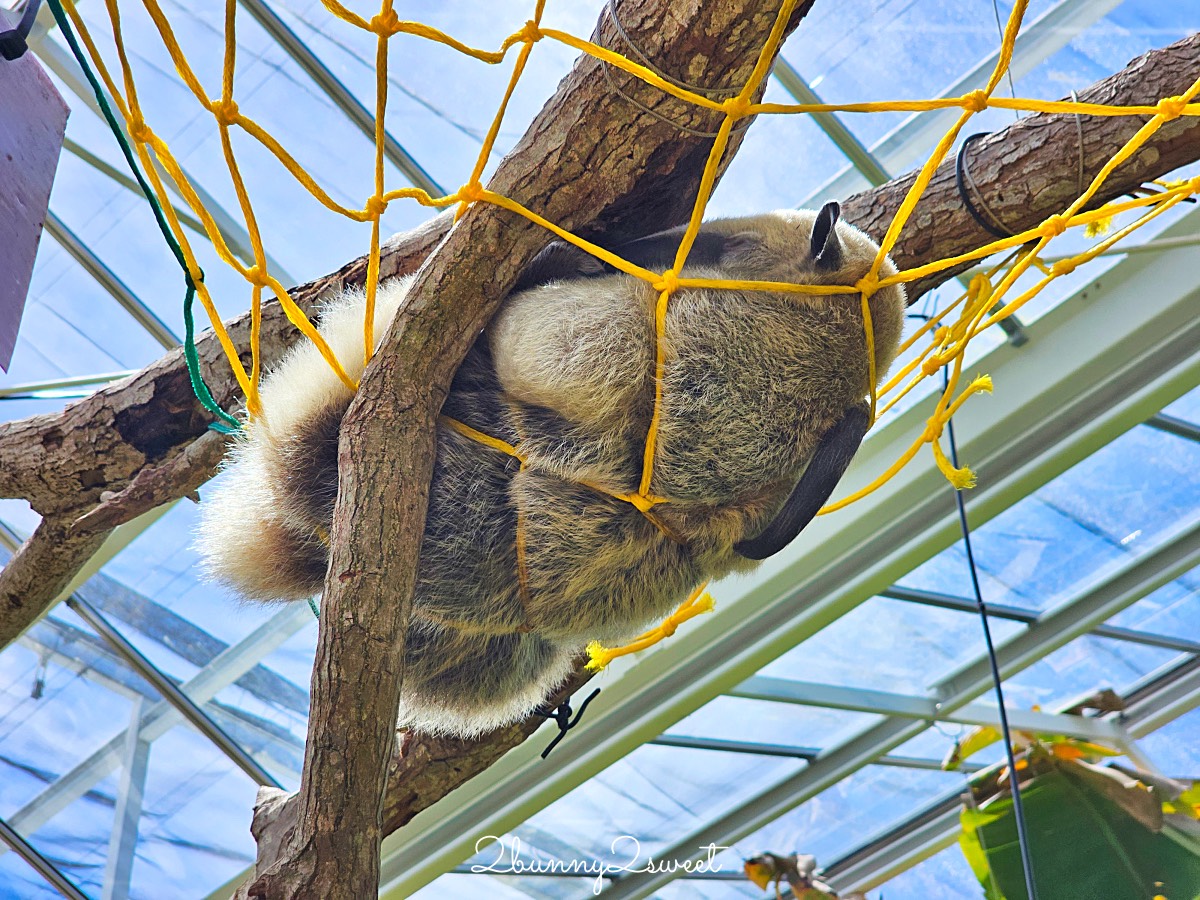 宜蘭景點【蘭陽動植物王國】超越動物園的宜蘭動物農場!! 室內吹冷氣餵動物有夠爽 @兔兒毛毛姊妹花