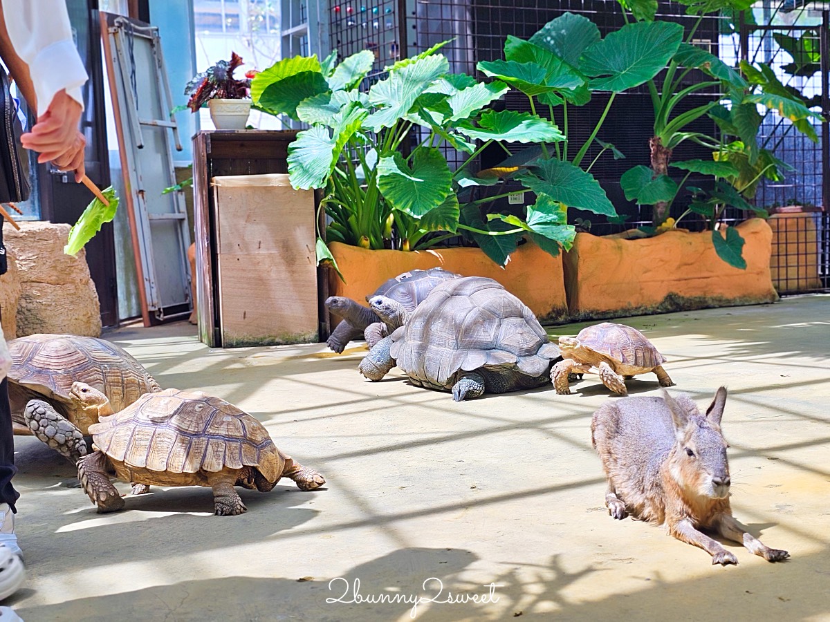 宜蘭景點【蘭陽動植物王國】超越動物園的宜蘭動物農場!! 室內吹冷氣餵動物有夠爽 @兔兒毛毛姊妹花
