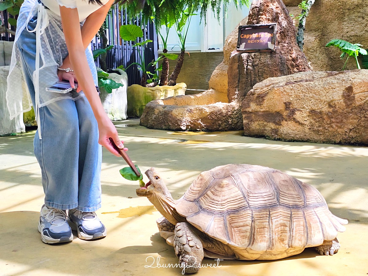 宜蘭景點【蘭陽動植物王國】超越動物園的宜蘭動物農場!! 室內吹冷氣餵動物有夠爽 @兔兒毛毛姊妹花