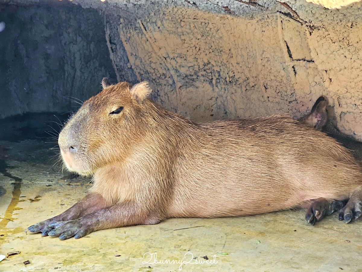 宜蘭景點【蘭陽動植物王國】超越動物園的宜蘭動物農場!! 室內吹冷氣餵動物有夠爽 @兔兒毛毛姊妹花