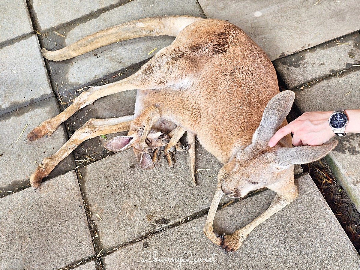宜蘭景點【蘭陽動植物王國】超越動物園的宜蘭動物農場!! 室內吹冷氣餵動物有夠爽 @兔兒毛毛姊妹花