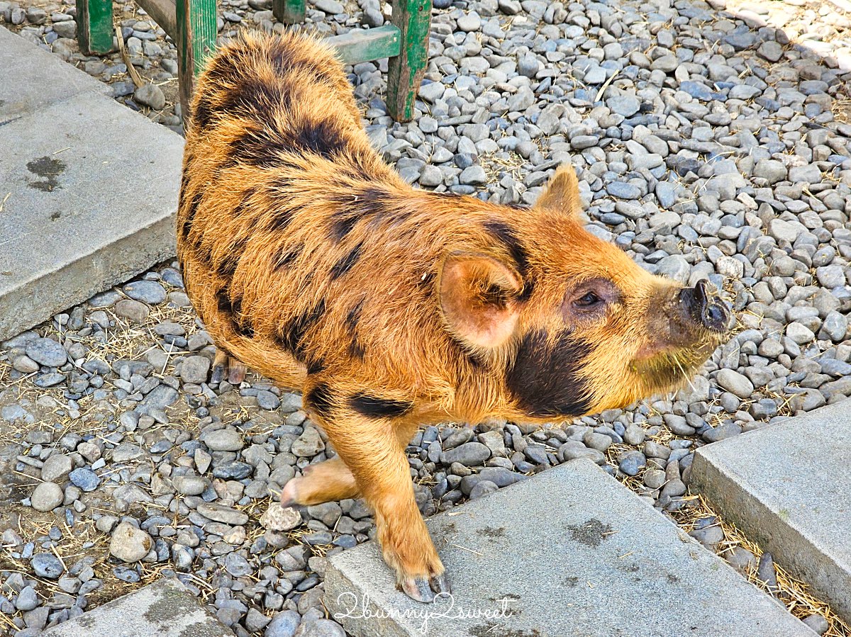 宜蘭景點【蘭陽動植物王國】超越動物園的宜蘭動物農場!! 室內吹冷氣餵動物有夠爽 @兔兒毛毛姊妹花