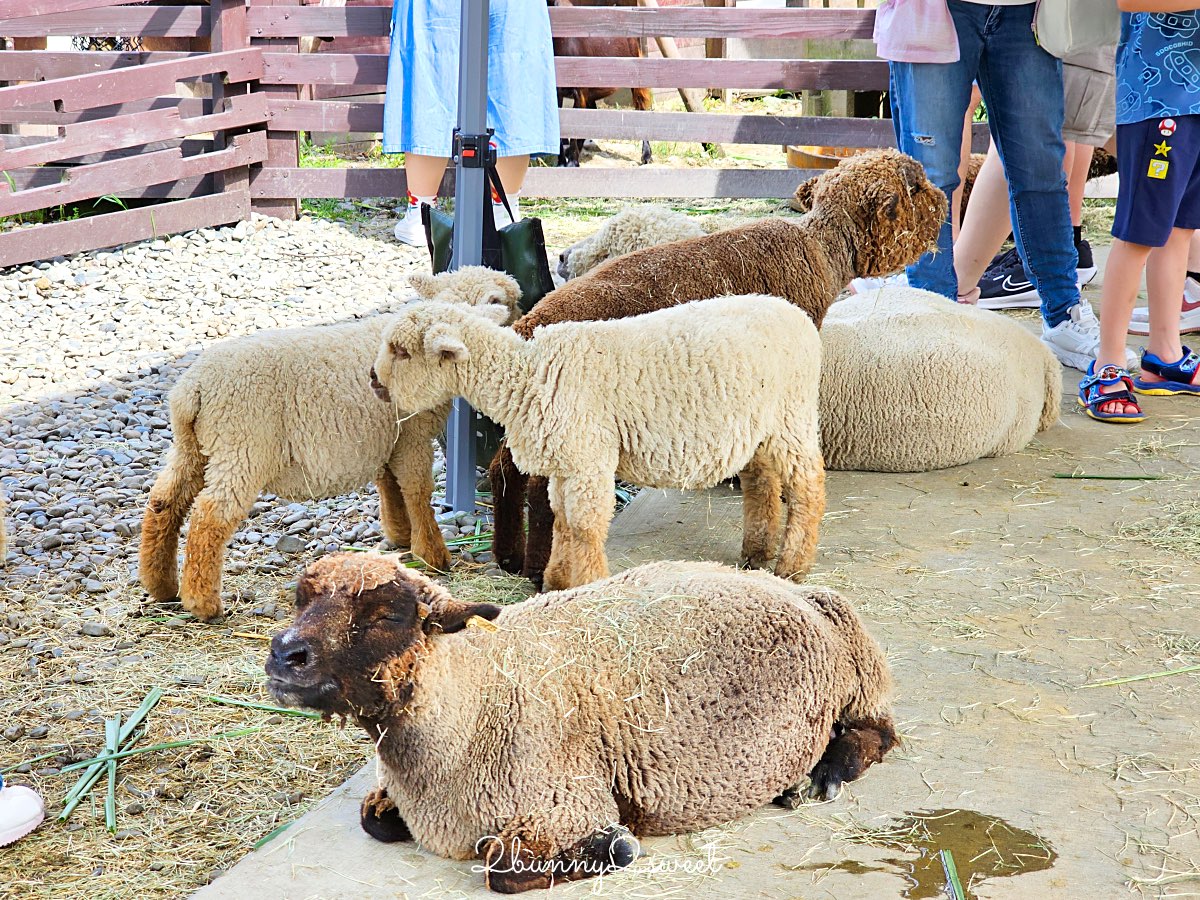 宜蘭景點【蘭陽動植物王國】超越動物園的宜蘭動物農場!! 室內吹冷氣餵動物有夠爽 @兔兒毛毛姊妹花