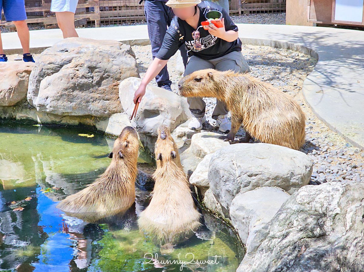 宜蘭景點【蘭陽動植物王國】超越動物園的宜蘭動物農場!! 室內吹冷氣餵動物有夠爽 @兔兒毛毛姊妹花