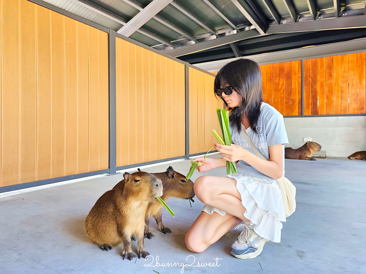 【樹懶餐廳萌寵農場】宜蘭三星全新親子動物農場：DIY教室＋全新遊戲區開放 @兔兒毛毛姊妹花