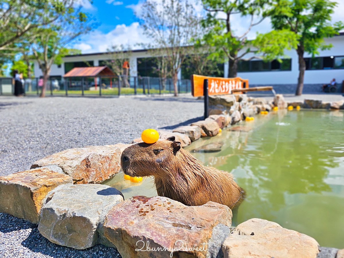 【樹懶餐廳萌寵農場】宜蘭三星全新親子動物農場：DIY教室＋全新遊戲區開放 @兔兒毛毛姊妹花