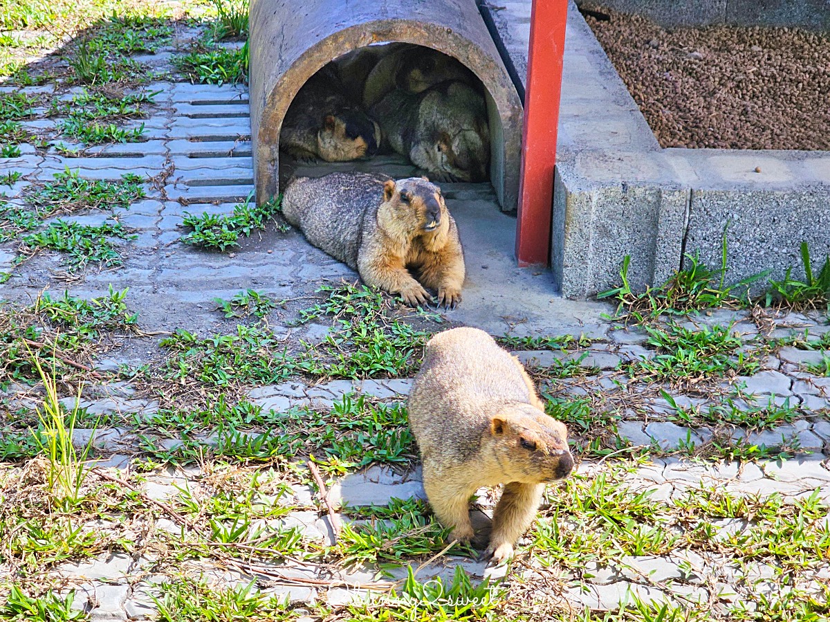 【樹懶餐廳萌寵農場】宜蘭三星全新親子動物農場：DIY教室＋全新遊戲區開放 @兔兒毛毛姊妹花