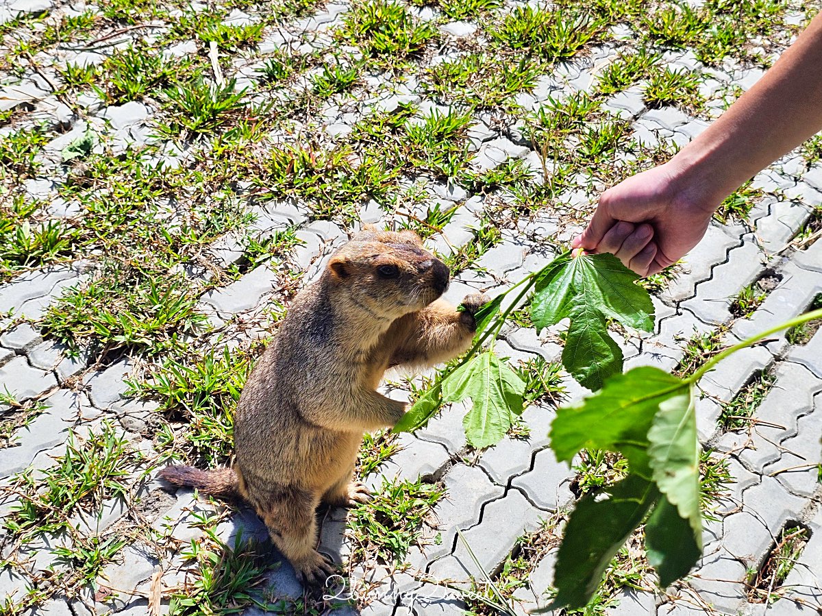 【樹懶餐廳萌寵農場】宜蘭三星全新親子動物農場：DIY教室＋全新遊戲區開放 @兔兒毛毛姊妹花