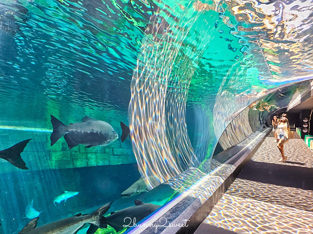 普吉島親子景點推薦｜Aquaria Phuket 普吉水族館全攻略：門票交通、必點亮點一次整理！ @兔兒毛毛姊妹花