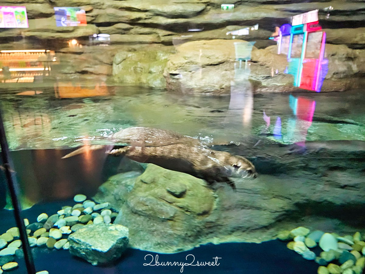 普吉島親子景點推薦｜Aquaria Phuket 普吉水族館全攻略：門票交通、必點亮點一次整理！ @兔兒毛毛姊妹花