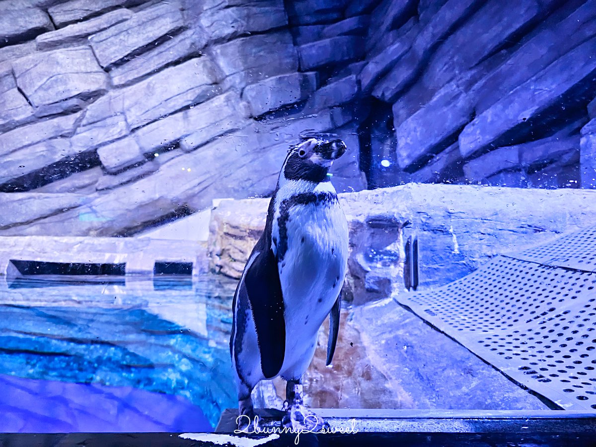 普吉島親子景點推薦｜Aquaria Phuket 普吉水族館全攻略：門票交通、必點亮點一次整理！ @兔兒毛毛姊妹花