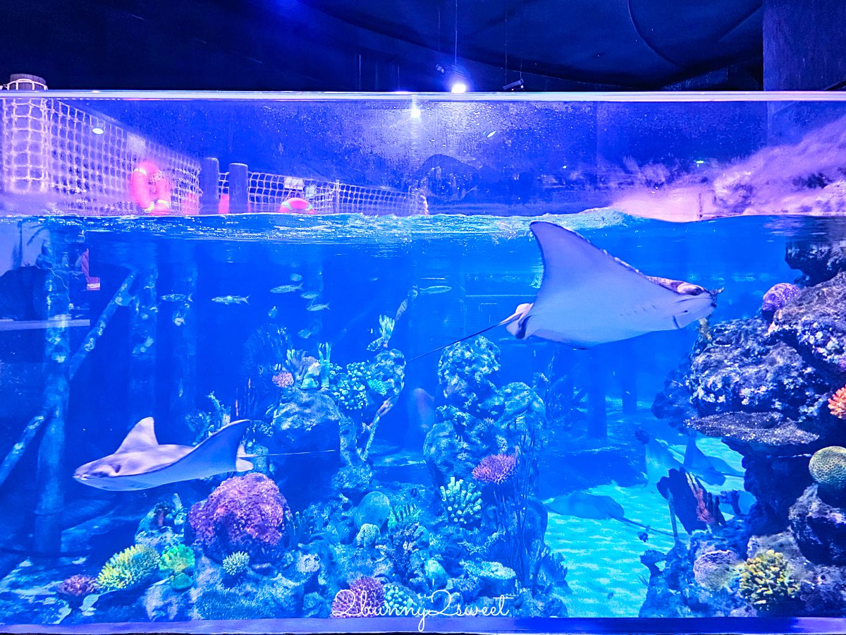 普吉島親子景點推薦｜Aquaria Phuket 普吉水族館全攻略：門票交通、必點亮點一次整理！ @兔兒毛毛姊妹花