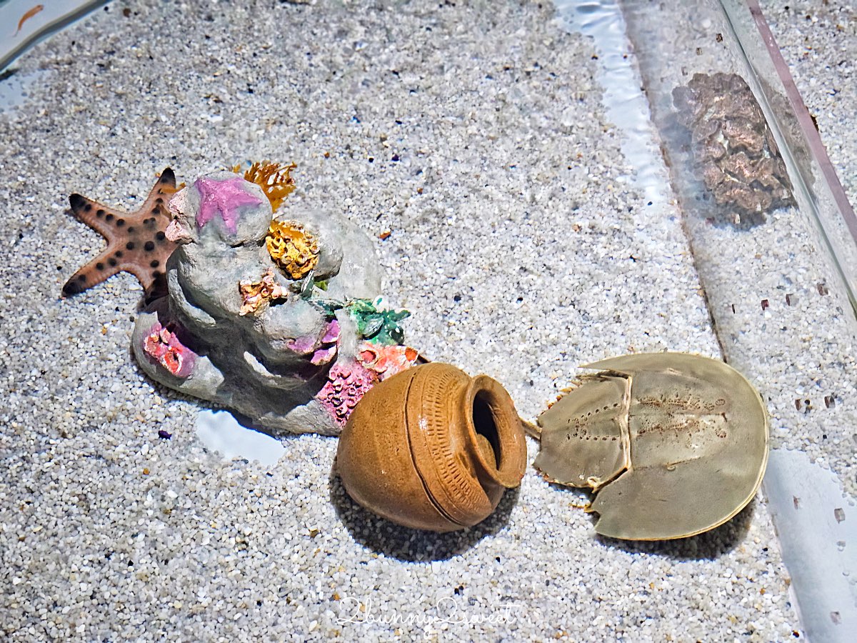 普吉島親子景點推薦｜Aquaria Phuket 普吉水族館全攻略：門票交通、必點亮點一次整理！ @兔兒毛毛姊妹花