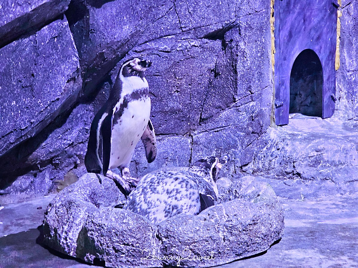 普吉島親子景點推薦｜Aquaria Phuket 普吉水族館全攻略：門票交通、必點亮點一次整理！ @兔兒毛毛姊妹花