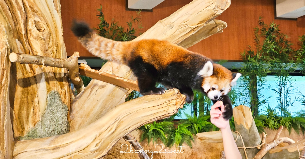 【名護自然動植物公園 Neo Park Okinawa】沖繩親子景點～動物互動、小火車、生態園區全攻略 @兔兒毛毛姊妹花