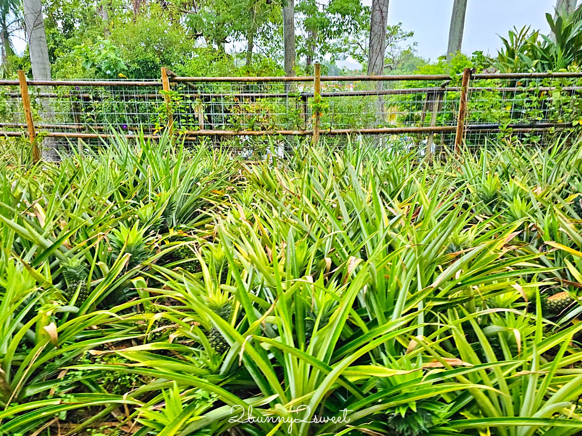沖繩【名護鳳梨園】搭乘鳳梨車穿梭熱帶果園、恐龍園，必逛鳳梨主題樂園 @兔兒毛毛姊妹花