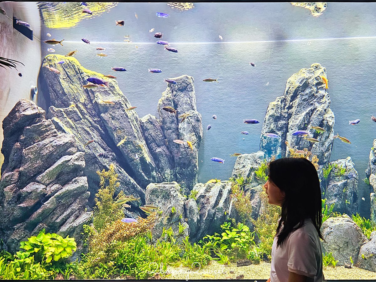 【DMM Kariyushi水族館】2025沖繩親子景點全面升級・懶懶樂園、動物互動區與購物行程攻略 @兔兒毛毛姊妹花