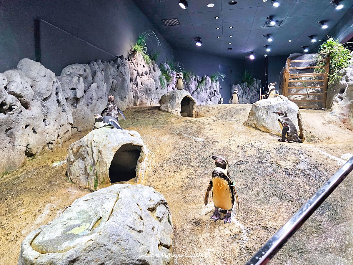 【DMM Kariyushi水族館】2025沖繩親子景點全面升級・懶懶樂園、動物互動區與購物行程攻略 @兔兒毛毛姊妹花