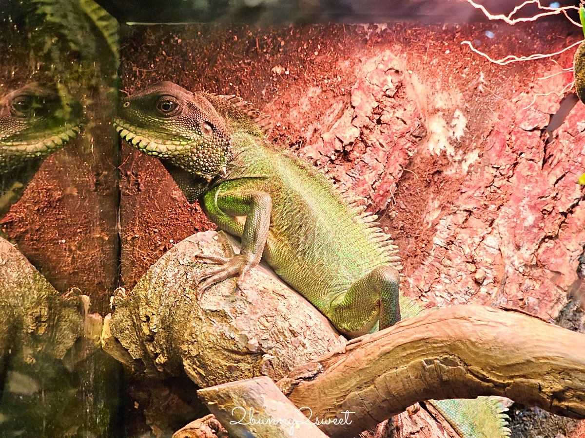 【DMM Kariyushi水族館】2025沖繩親子景點全面升級・懶懶樂園、動物互動區與購物行程攻略 @兔兒毛毛姊妹花