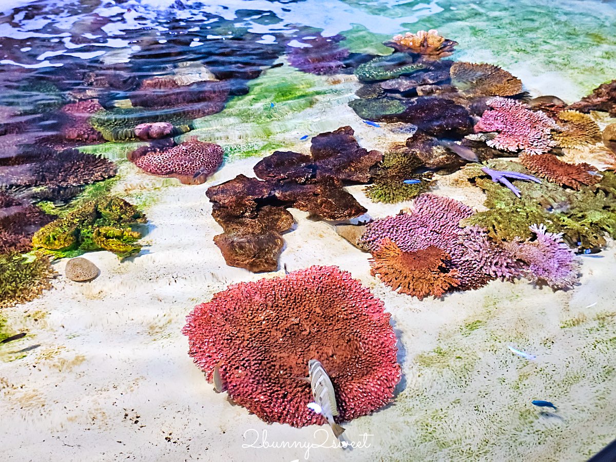 【DMM Kariyushi水族館】2025沖繩親子景點全面升級・懶懶樂園、動物互動區與購物行程攻略 @兔兒毛毛姊妹花