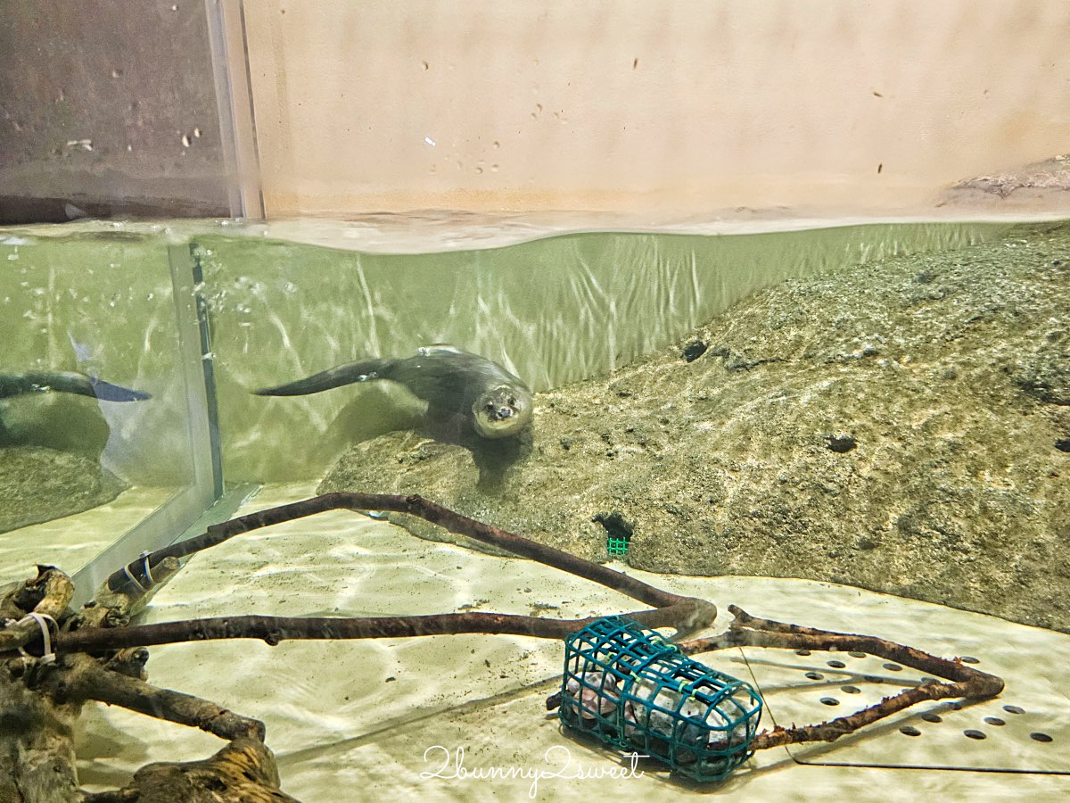 【DMM Kariyushi水族館】2025沖繩親子景點全面升級・懶懶樂園、動物互動區與購物行程攻略 @兔兒毛毛姊妹花