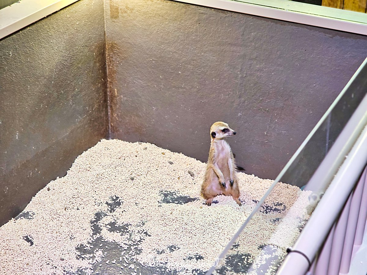 【DMM Kariyushi水族館】2025沖繩親子景點全面升級・懶懶樂園、動物互動區與購物行程攻略 @兔兒毛毛姊妹花