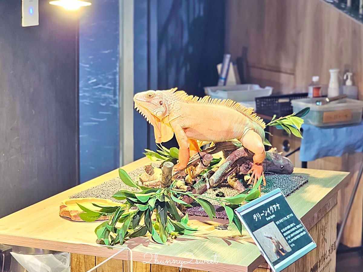 【DMM Kariyushi水族館】2025沖繩親子景點全面升級・懶懶樂園、動物互動區與購物行程攻略 @兔兒毛毛姊妹花