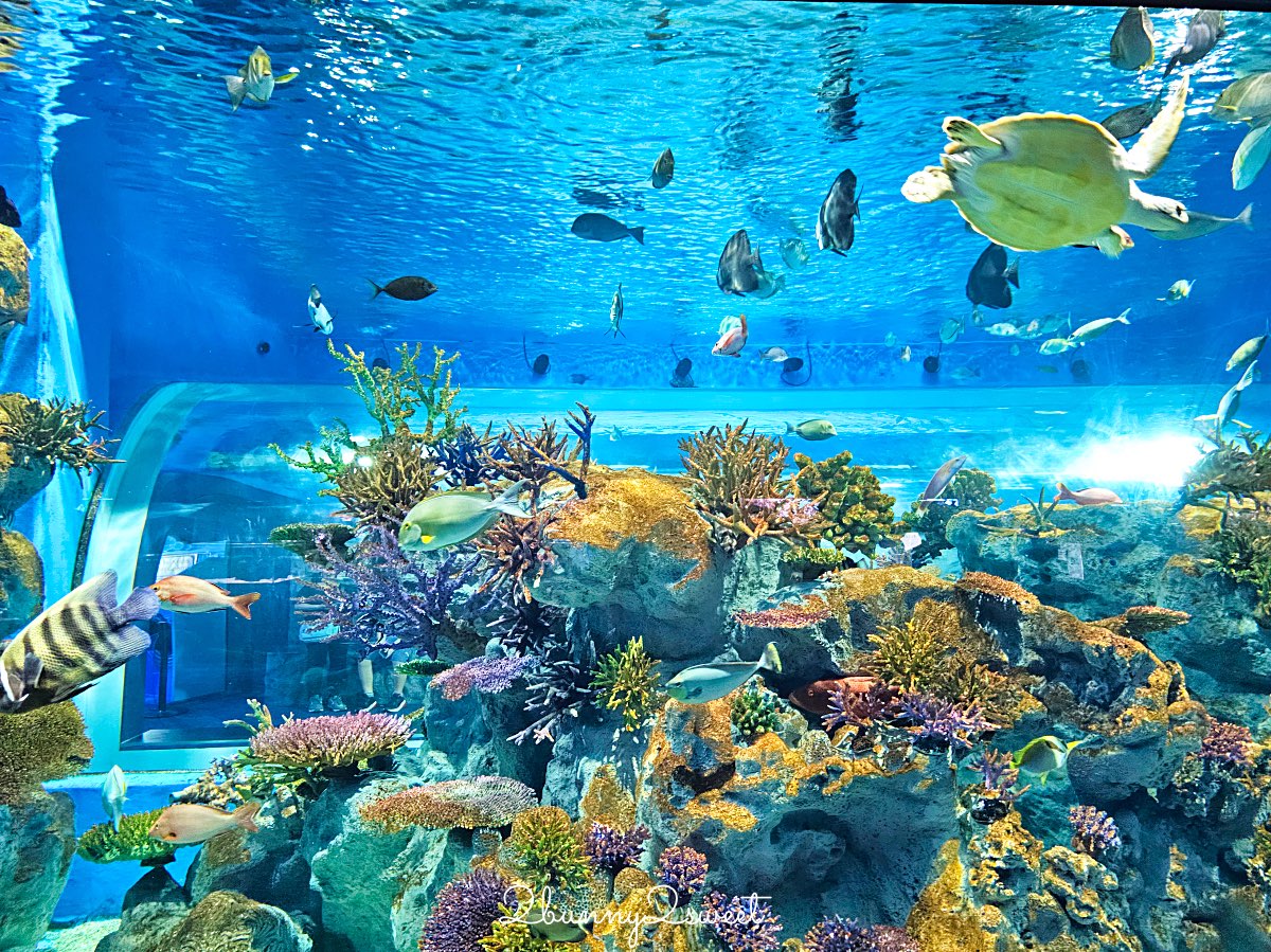 【DMM Kariyushi水族館】2025沖繩親子景點全面升級・懶懶樂園、動物互動區與購物行程攻略 @兔兒毛毛姊妹花