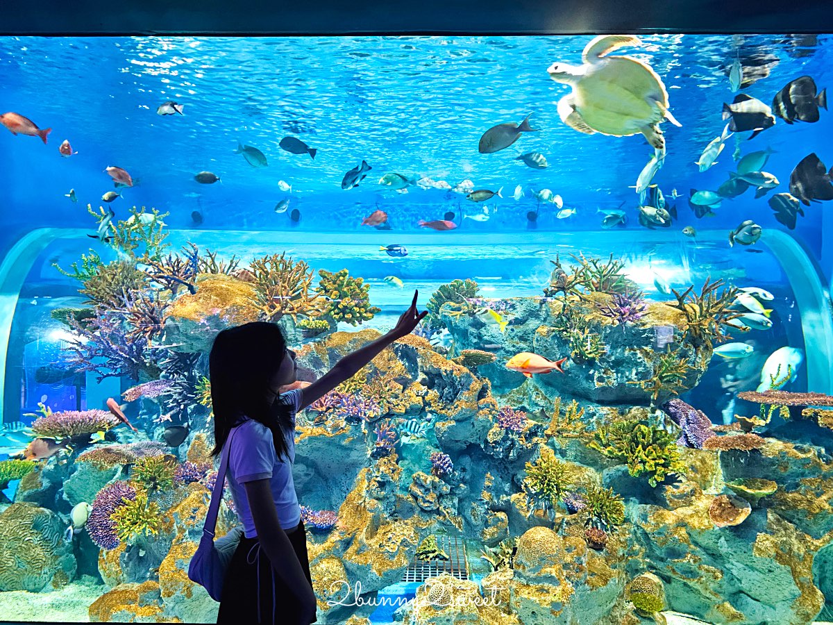 【DMM Kariyushi水族館】2025沖繩親子景點全面升級・懶懶樂園、動物互動區與購物行程攻略 @兔兒毛毛姊妹花