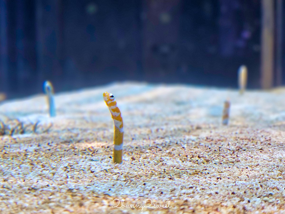 【DMM Kariyushi水族館】2025沖繩親子景點全面升級・懶懶樂園、動物互動區與購物行程攻略 @兔兒毛毛姊妹花