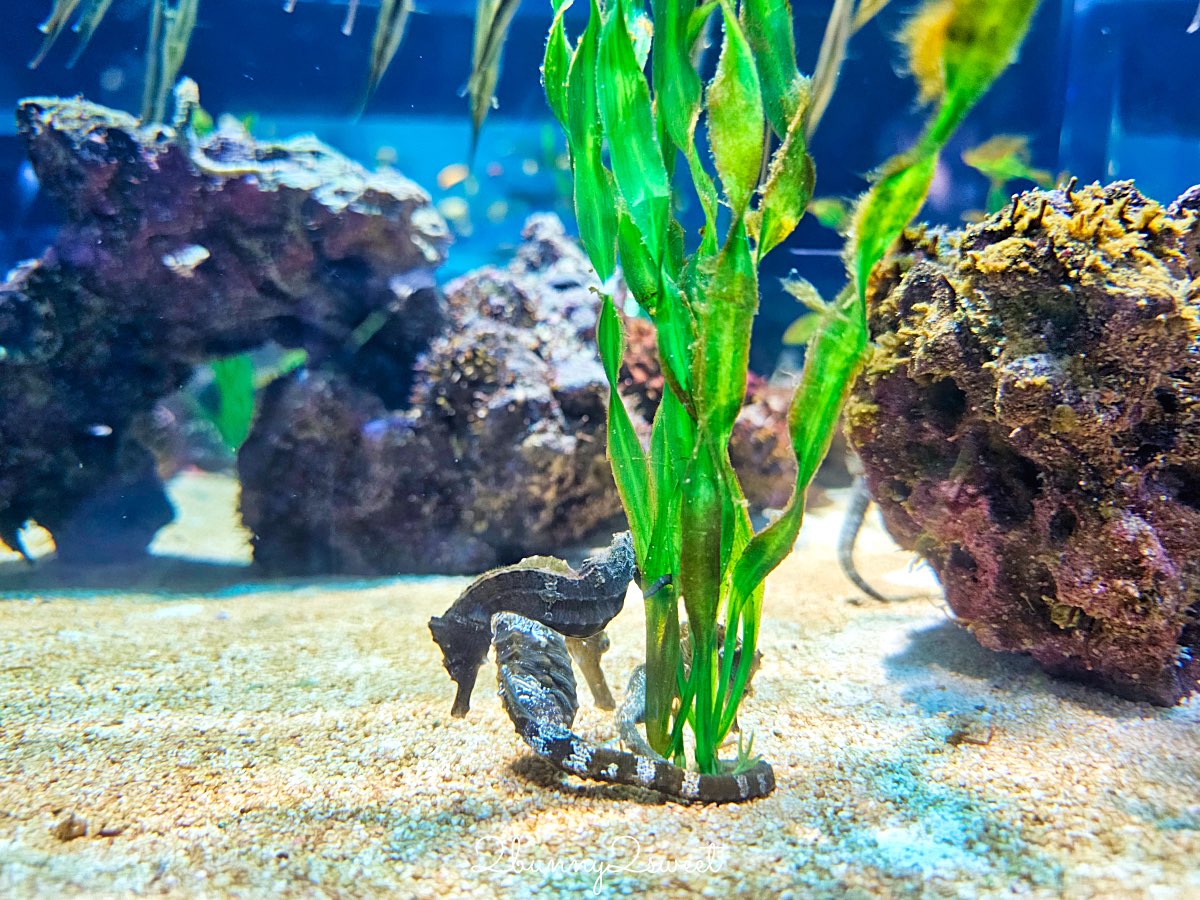 【DMM Kariyushi水族館】2025沖繩親子景點全面升級・懶懶樂園、動物互動區與購物行程攻略 @兔兒毛毛姊妹花