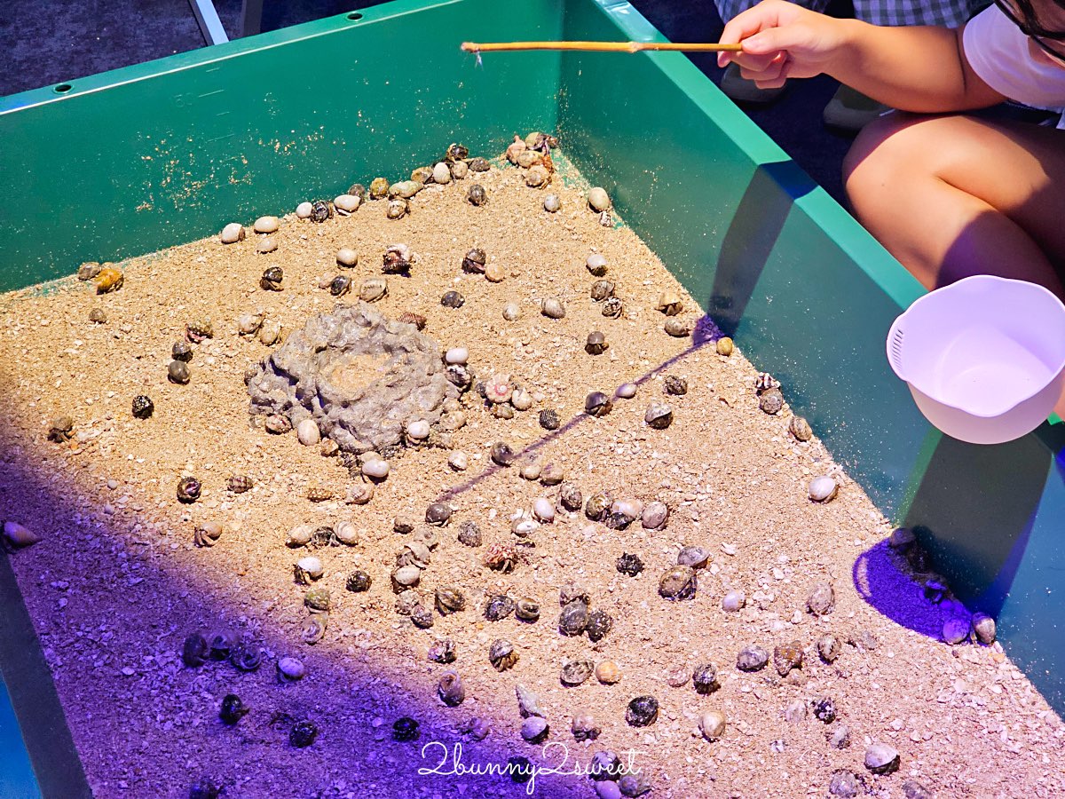【DMM Kariyushi水族館】2025沖繩親子景點全面升級・懶懶樂園、動物互動區與購物行程攻略 @兔兒毛毛姊妹花