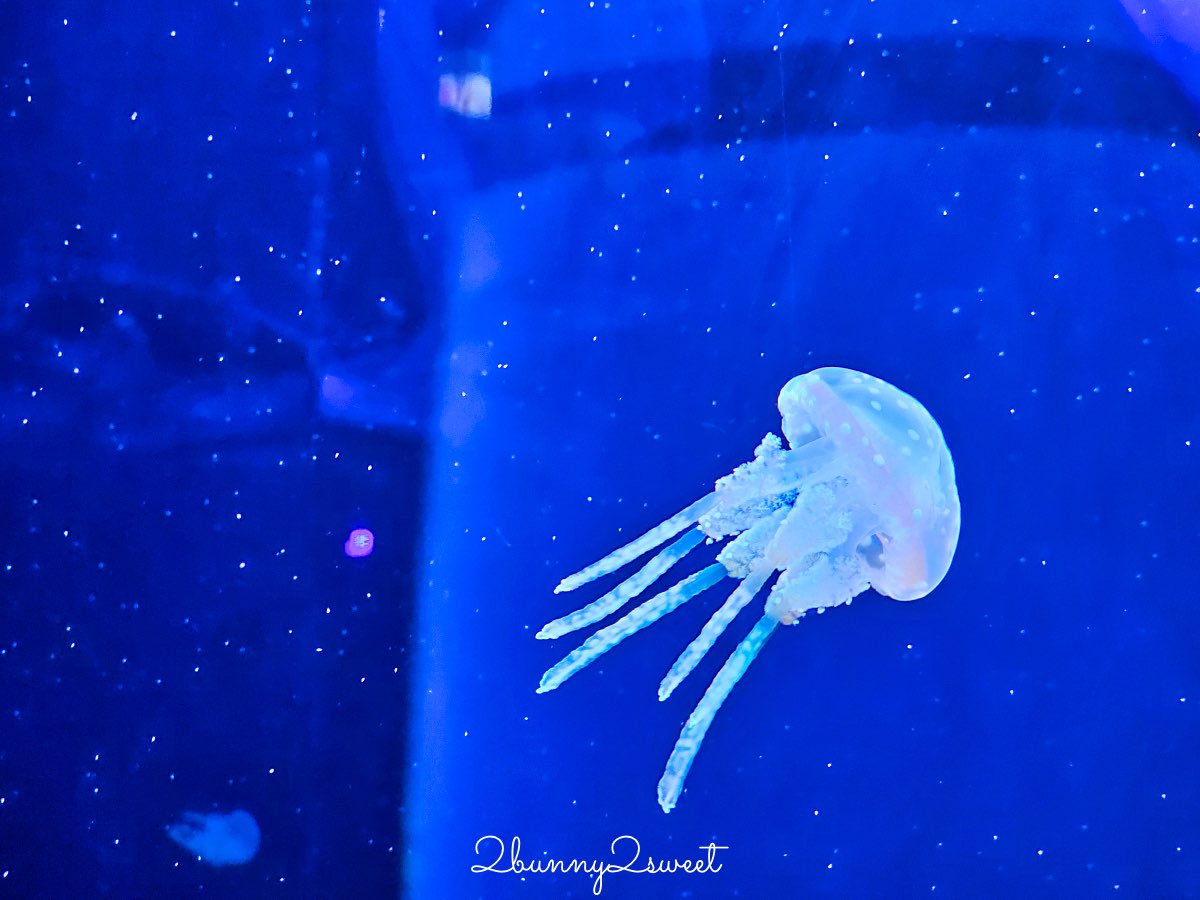 【DMM Kariyushi水族館】2025沖繩親子景點全面升級・懶懶樂園、動物互動區與購物行程攻略 @兔兒毛毛姊妹花