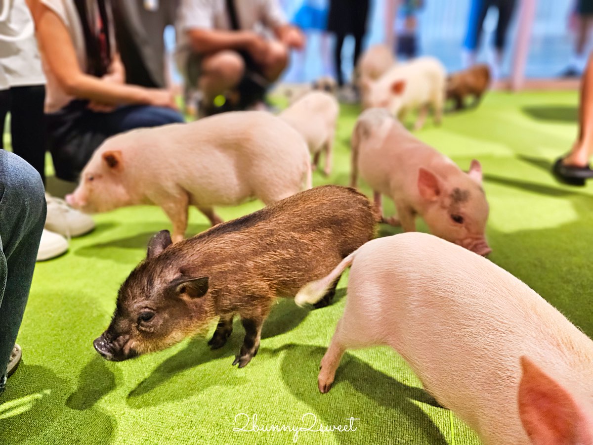 【DMM Kariyushi水族館】2025沖繩親子景點全面升級・懶懶樂園、動物互動區與購物行程攻略 @兔兒毛毛姊妹花