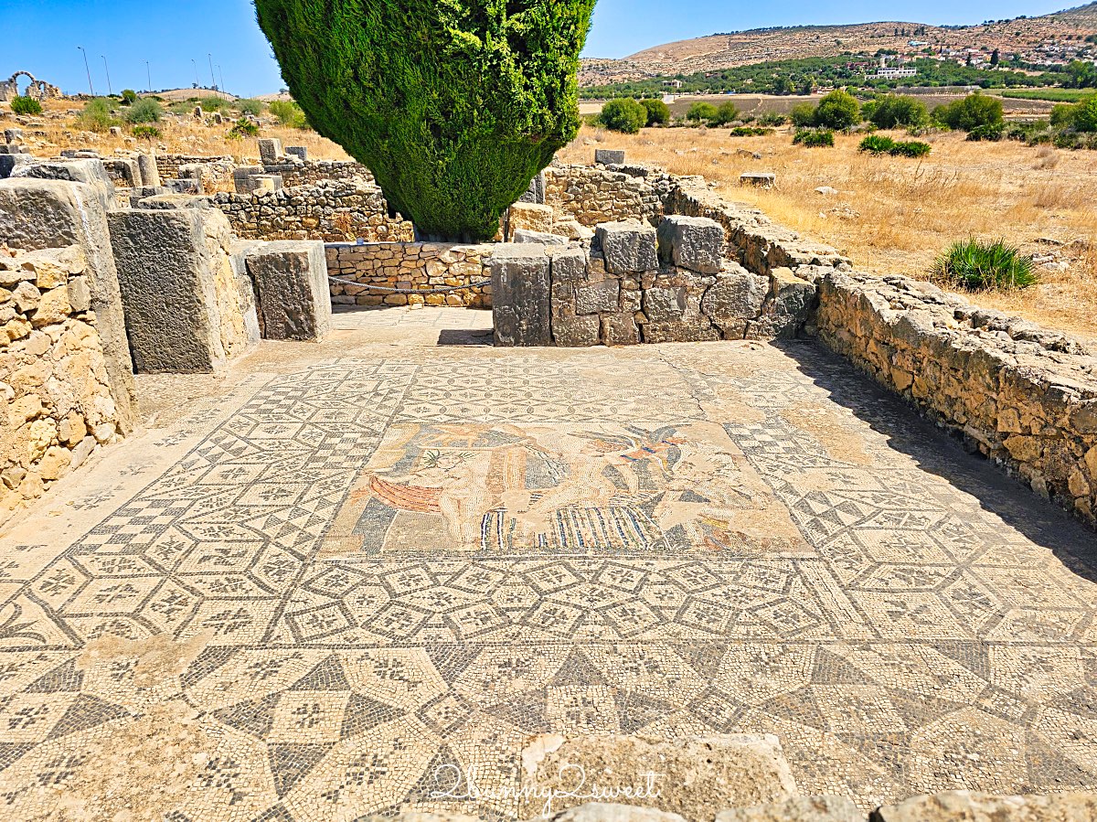 摩洛哥【瓦魯比利斯 Volubilis】千年古城奇蹟！世界遺產羅馬古城遺跡全攻略 @兔兒毛毛姊妹花