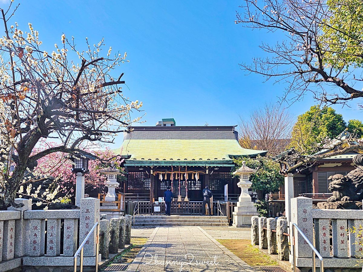 【新宿下落合冰川神社】東京河津櫻景點推薦，不輸櫻神宮的隱藏版秘境櫻花神社 @兔兒毛毛姊妹花