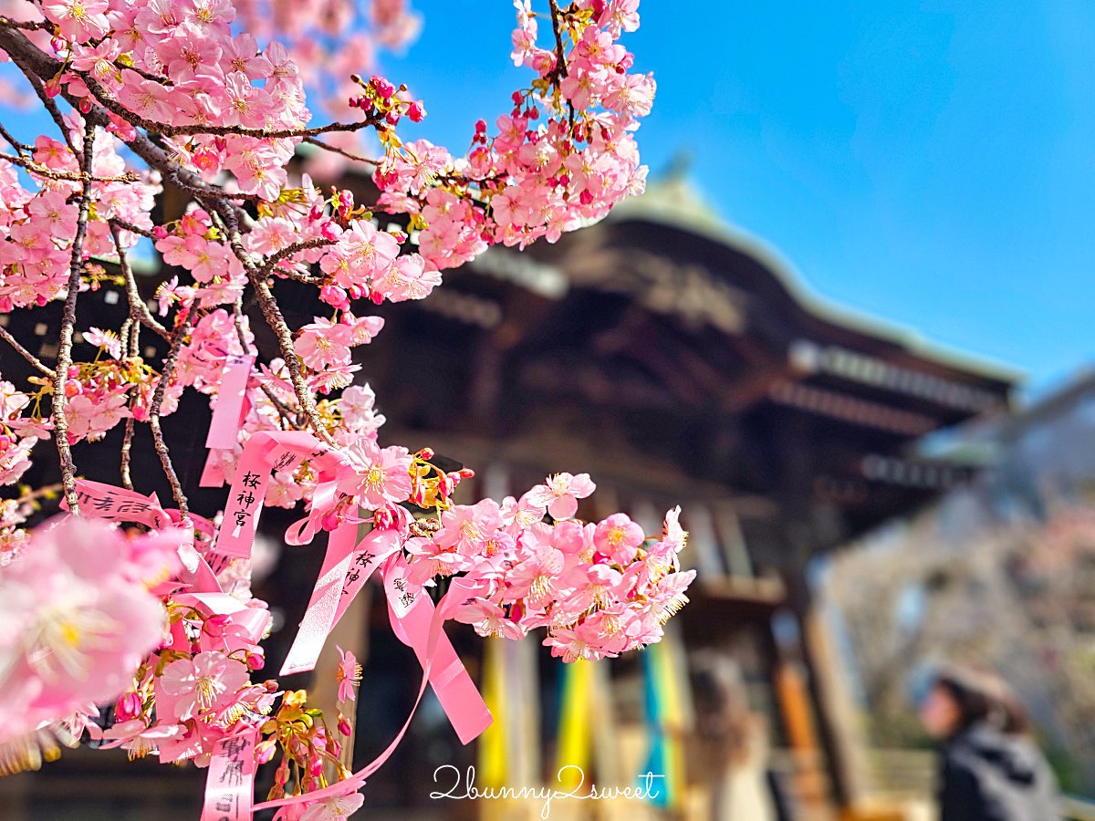 【櫻神宮】東京最夢幻櫻花神社！河津櫻、粉紅祈願緞帶、必收蕾絲御守的東京早櫻景點 @兔兒毛毛姊妹花