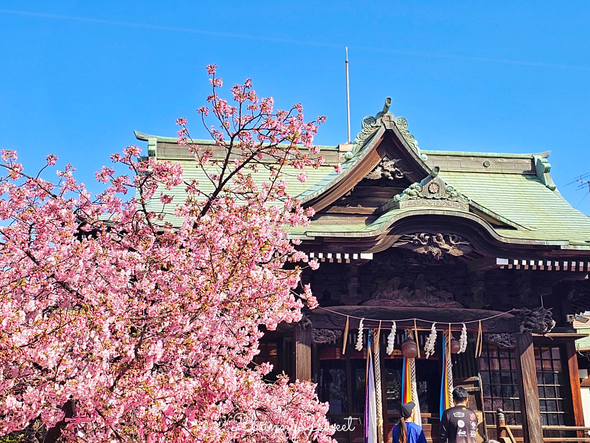 【櫻神宮】東京最夢幻櫻花神社！河津櫻、粉紅祈願緞帶、必收蕾絲御守的東京早櫻景點 @兔兒毛毛姊妹花
