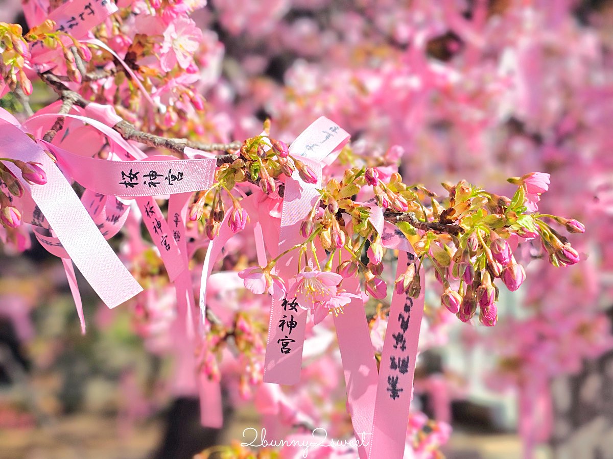 【櫻神宮】東京最夢幻櫻花神社！河津櫻、粉紅祈願緞帶、必收蕾絲御守的東京早櫻景點 @兔兒毛毛姊妹花