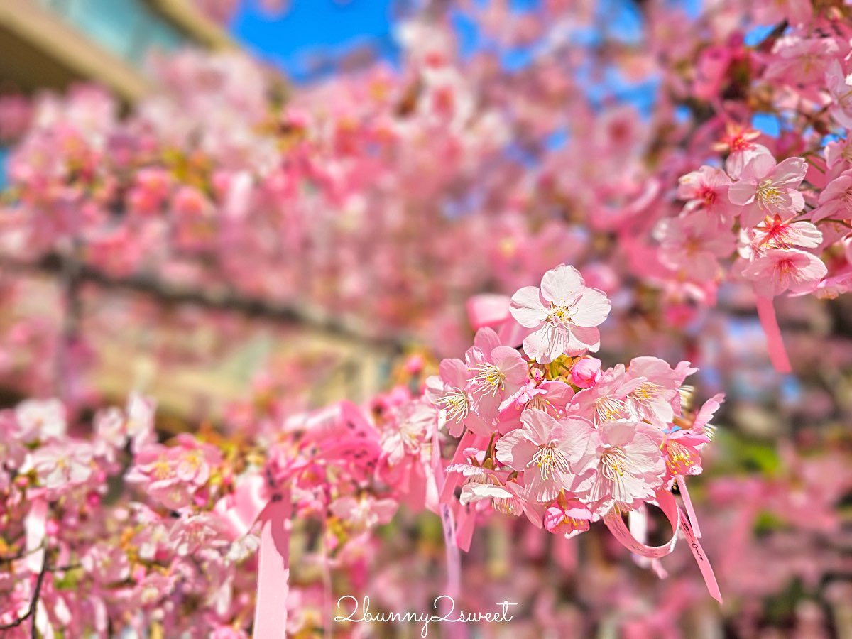 【櫻神宮】東京最夢幻櫻花神社！河津櫻、粉紅祈願緞帶、必收蕾絲御守的東京早櫻景點 @兔兒毛毛姊妹花