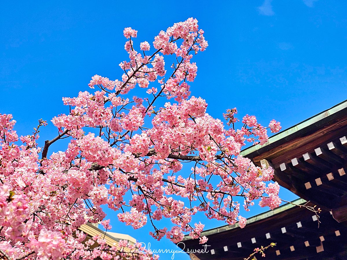 【櫻神宮】東京最夢幻櫻花神社！河津櫻、粉紅祈願緞帶、必收蕾絲御守的東京早櫻景點 @兔兒毛毛姊妹花