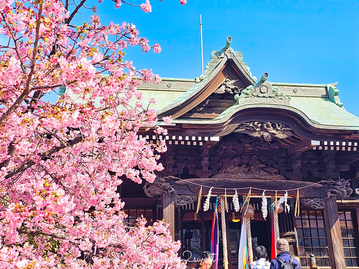【櫻神宮】東京最夢幻櫻花神社！河津櫻、粉紅祈願緞帶、必收蕾絲御守的東京早櫻景點 @兔兒毛毛姊妹花