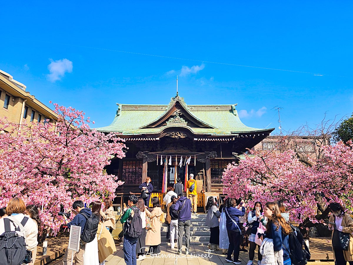 【櫻神宮】東京最夢幻櫻花神社！河津櫻、粉紅祈願緞帶、必收蕾絲御守的東京早櫻景點 @兔兒毛毛姊妹花
